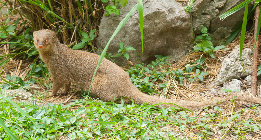 Monkeys, Mongooses and a Sugar Train:  St Kitts