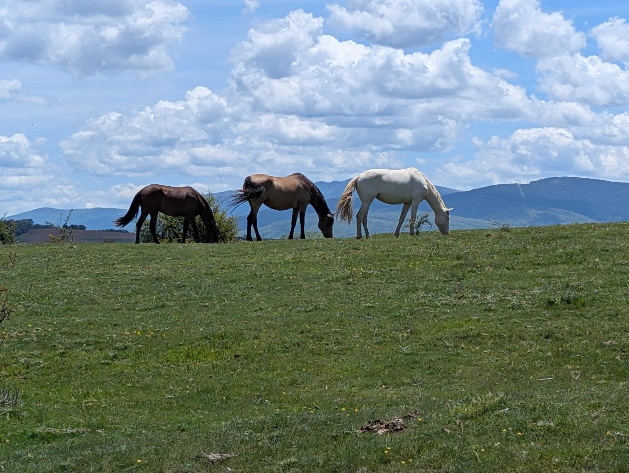 Three horses grazing on a grassy hill under a blue, cloud-filled sky.