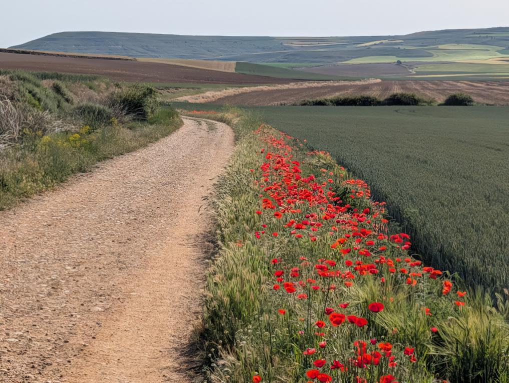 Dirt country path winding between fields, edged by a line of bright red poppies and distant rolling farmland under a pale sky.